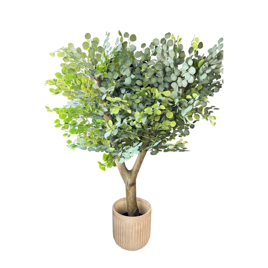 Drzewo eukaliptusa na naturalnym grubym pniu 180 cm