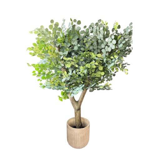 Drzewo eukaliptusa na naturalnym grubym pniu 180 cm