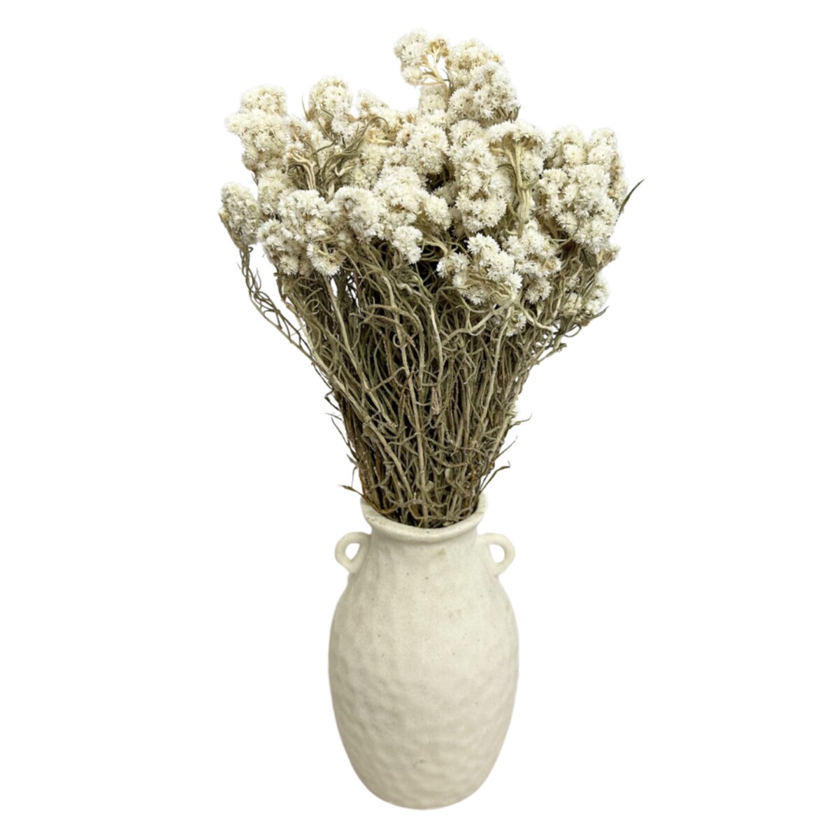 Anafalis suszony biały