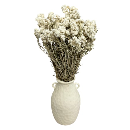 Anafalis suszony biały