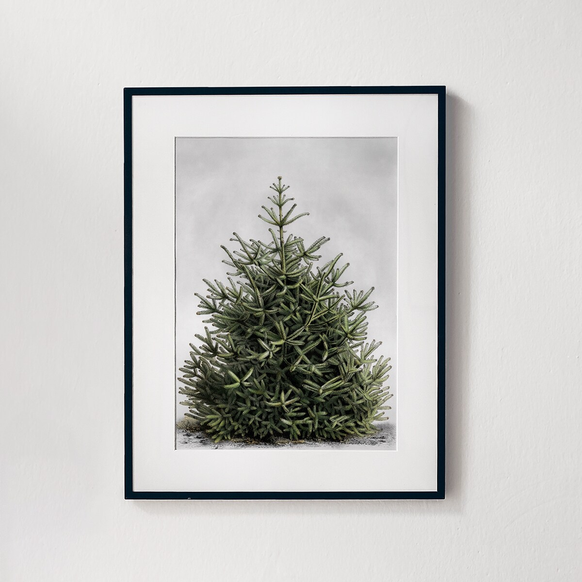 Plakat Jodła w Czarnej Ramce