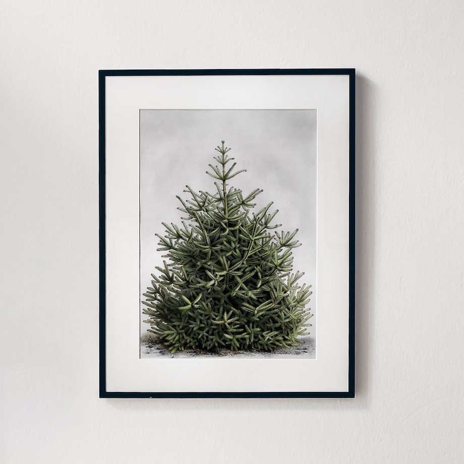 Plakat Jodła w Czarnej Ramce