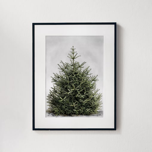 Plakat Jodła w Czarnej Ramce