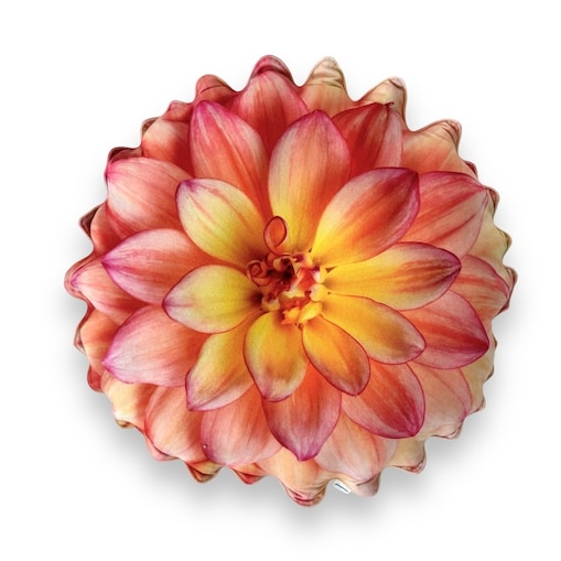 Poduszka jesienna kwiat Dalia duża