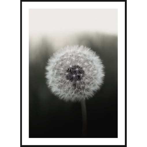 Poster Story, Plakat, Obraz - Dmuchawiec na Czarnym Tle, wymiary 50 x 70 cm