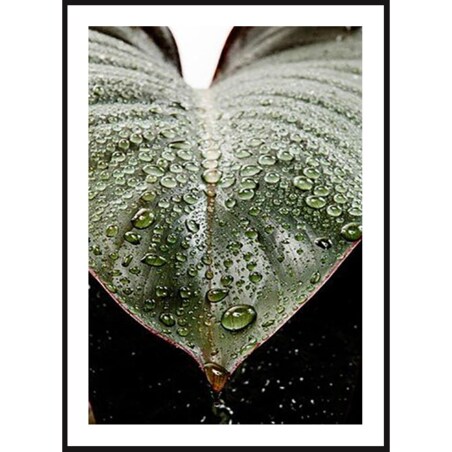 Poster Story, Plakat, Obraz - Krople Rosy, wymiary 70 x 100 cm