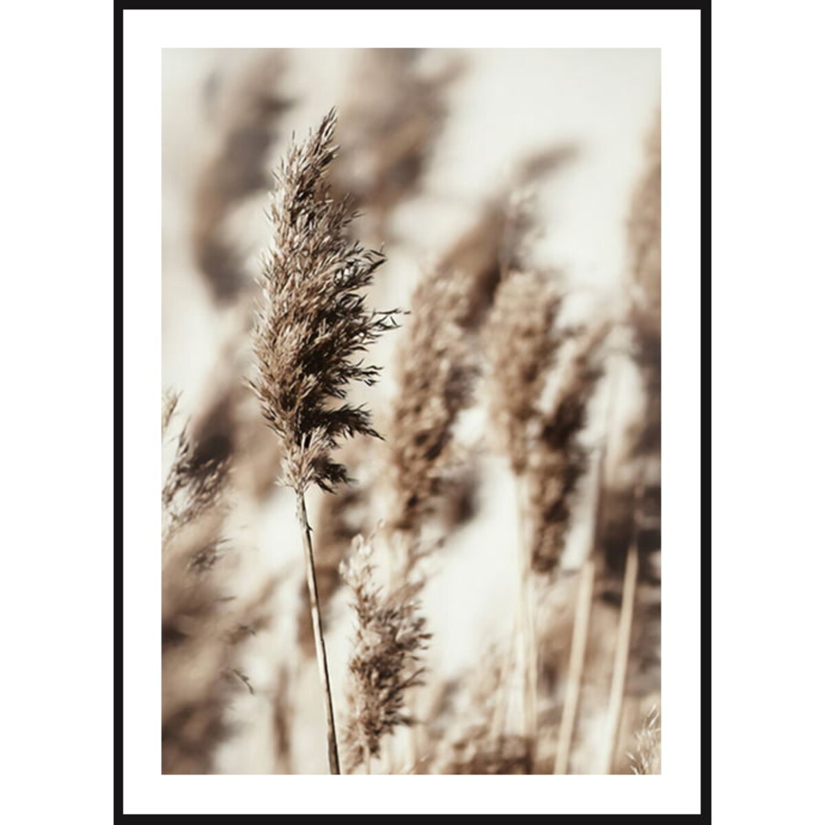 Poster Story, Plakat, Obraz - Brązowe Trzciny, wymiary 30 x 42 cm
