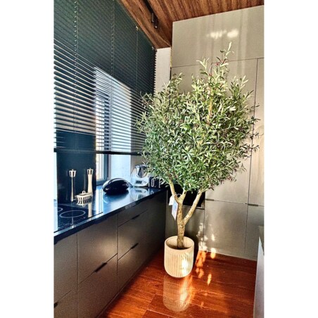 Drzewo oliwka na naturalnym pniu 240 cm - olbrzymia