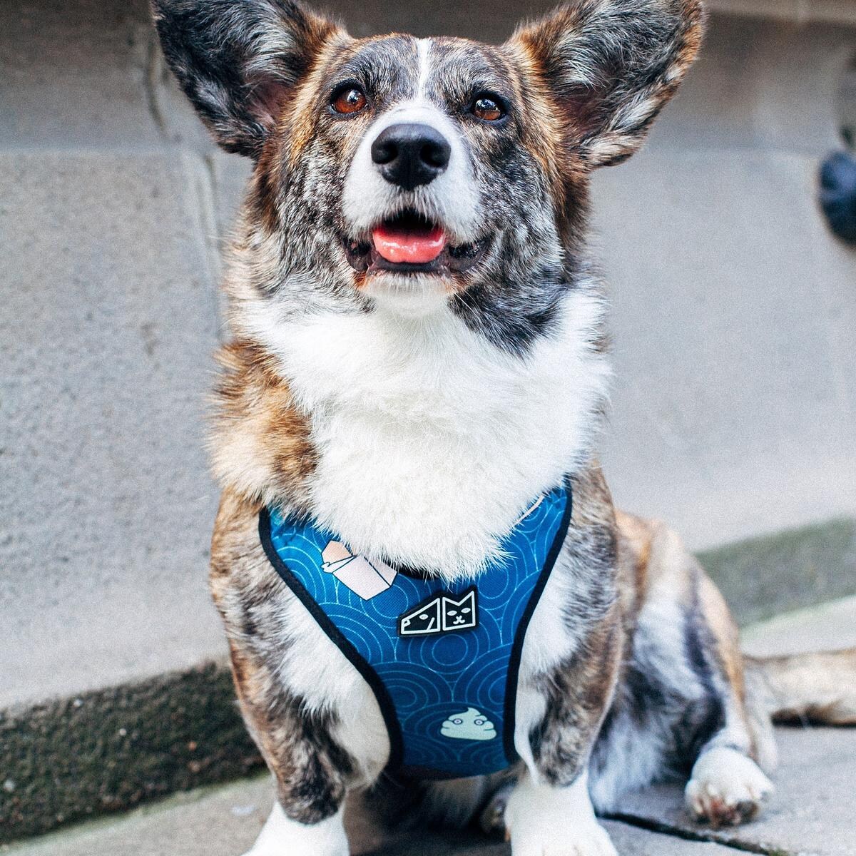 Szelki bezuciskowe dla psa lub kota "Psutomaki" - Szerokość taśmy: 25mm, Rozmiar: S