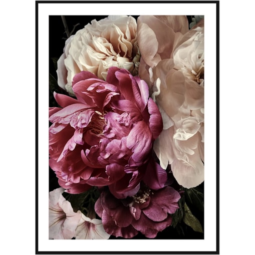 Poster Story, Plakat, Obraz - Rubinowa i Biała Piwonia No1, wymiary 42 x 60 cm