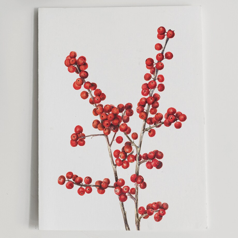 Plakat Ostrokrzew Okółkowy 21x30cm