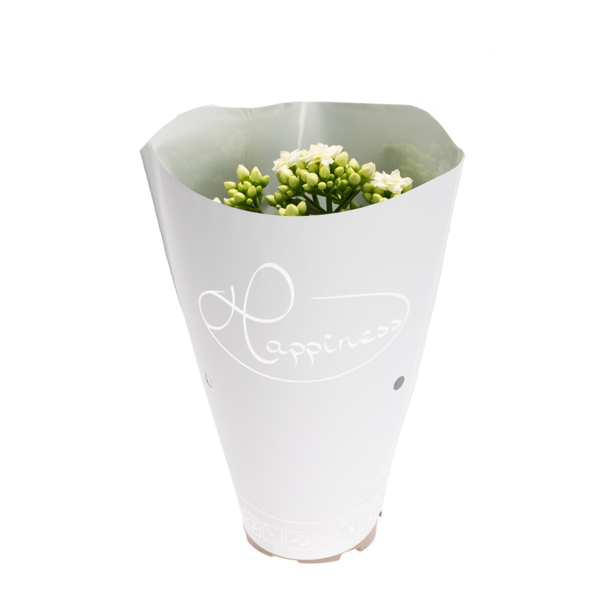 Kalanchoe blossfeldana Happiness kolor biały Ø 12cm wysokość 24cm