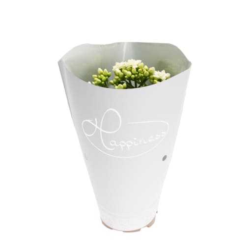 Kalanchoe blossfeldana Happiness kolor biały Ø 12cm wysokość 24cm