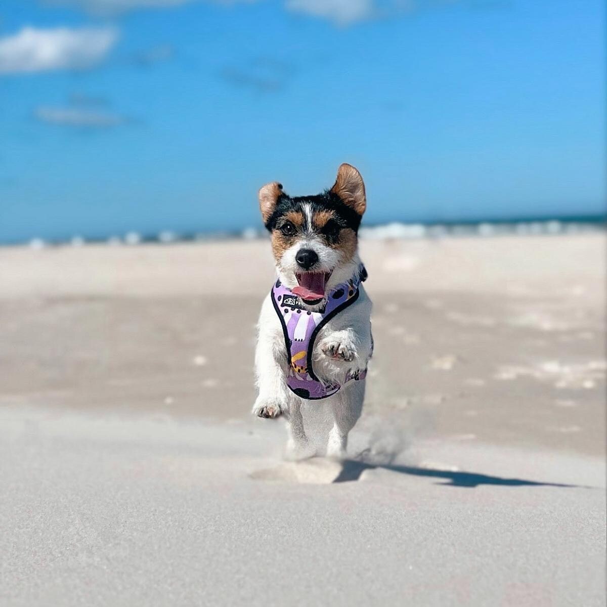 Szelki bezuciskowe dla psa lub kota "Pieski floreski" - Szerokość taśmy: 15mm, Rozmiar: XXS