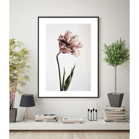 Poster Story, Plakat, Obraz - Różowy Tulipan, wymiary 50 x 70 cm