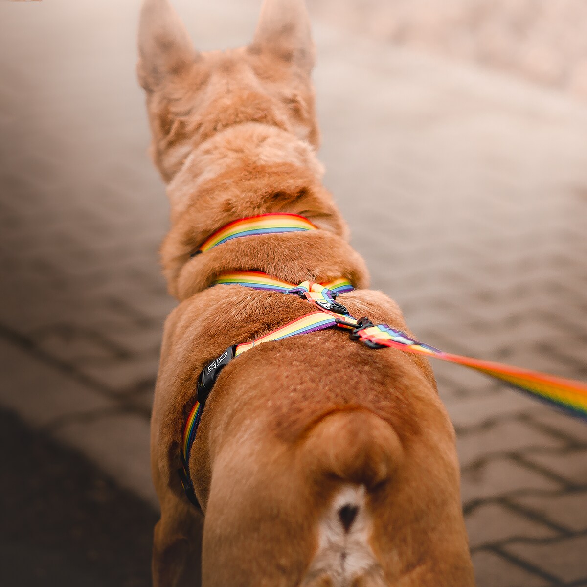 Smycz przepinana z amortyzatorem dla psa lub kota "Miłość, równość, gryzaki" - Szerokość taśmy: 25mm, Rozmiar: L oraz Rodzaj: Mały karabinek