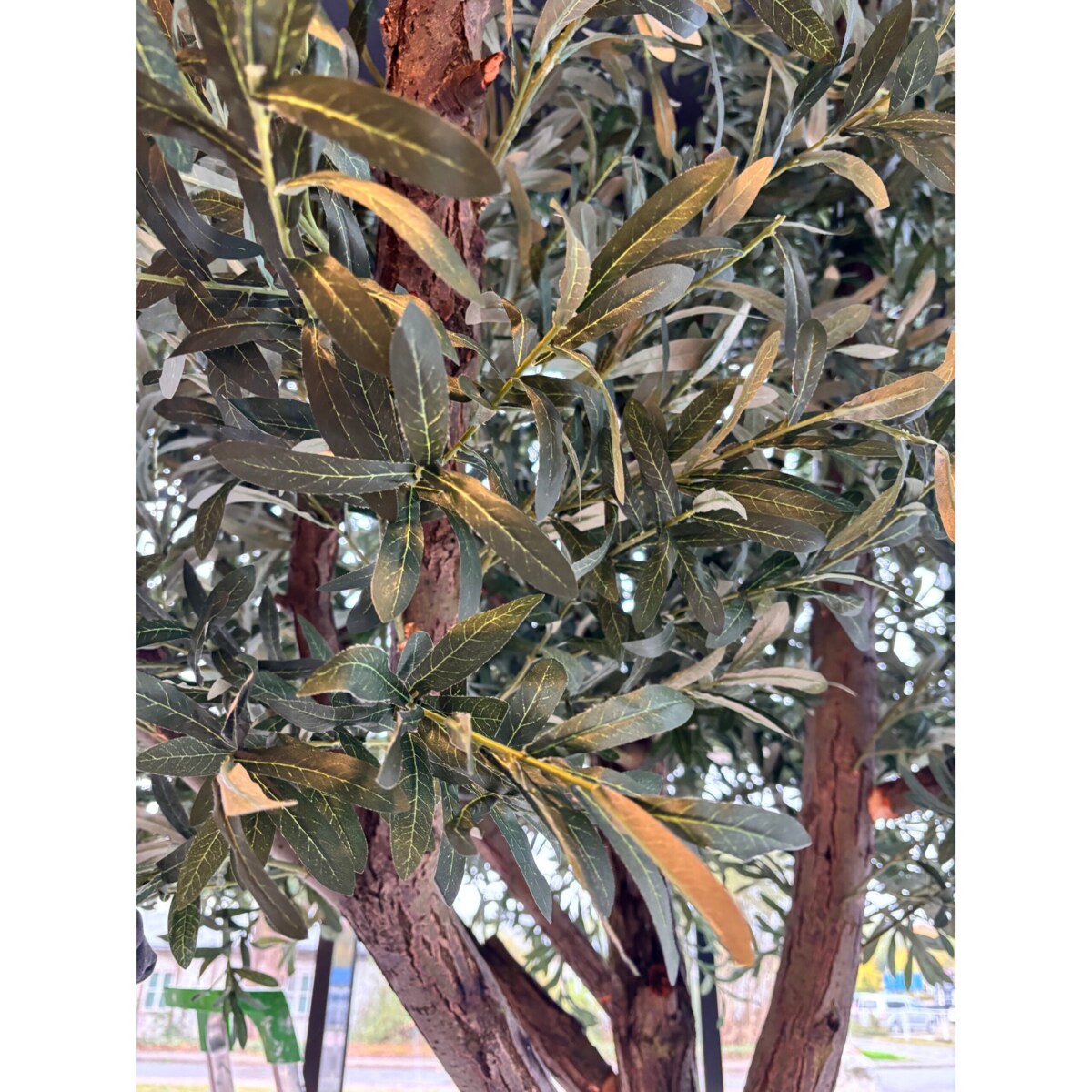 Drzewo oliwne 3,5 mx3,5 m na naturalnym pniu