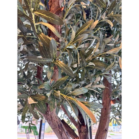 Drzewo oliwne 3,5 mx3,5 m na naturalnym pniu