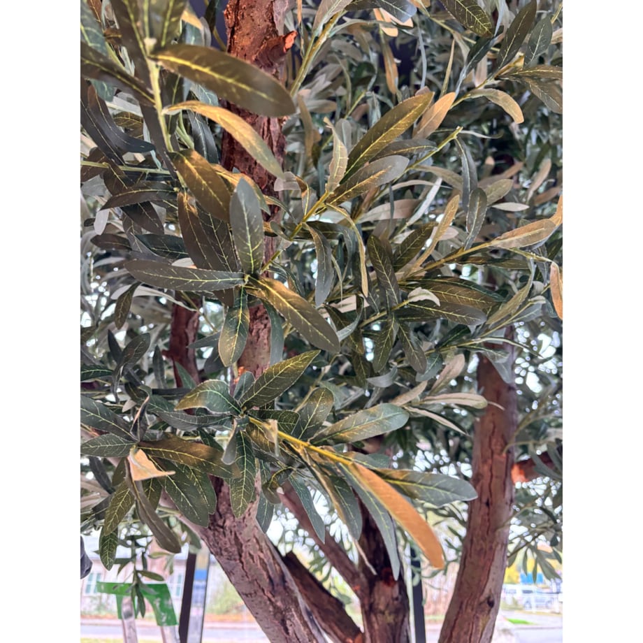 Drzewo oliwne 3,5 mx3,5 m na naturalnym pniu