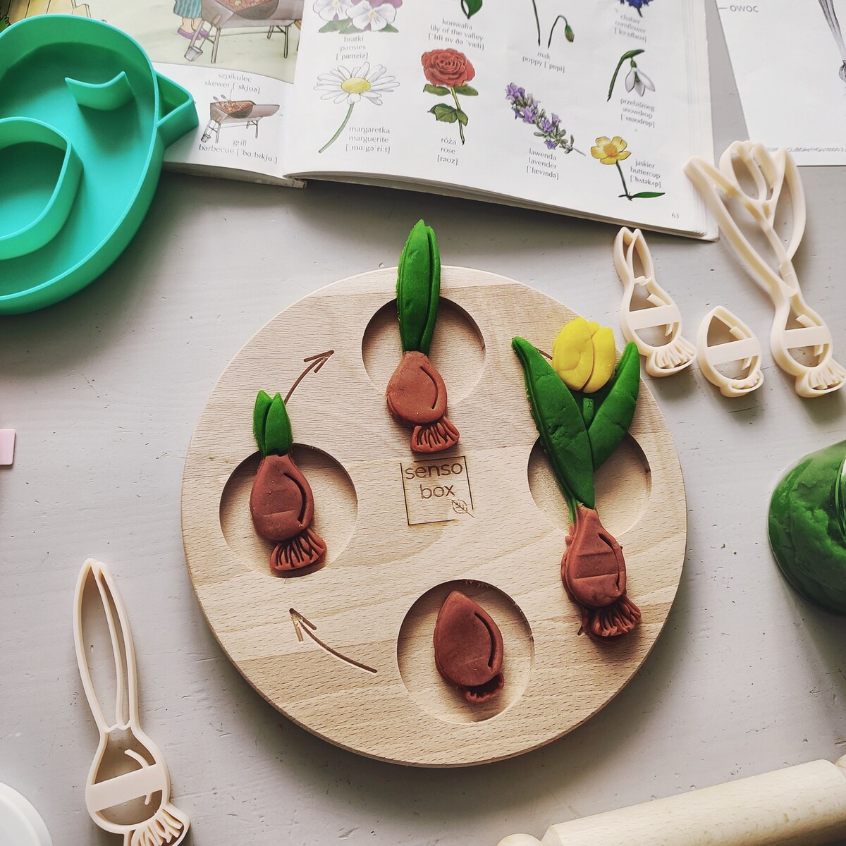 Foremki sensoryczne – Cykl Rozwoju Tulipana