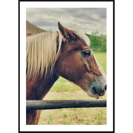 Poster Story, Plakat, Obraz - Brązowy Koń na Polu, wymiary 21 x 30 cm