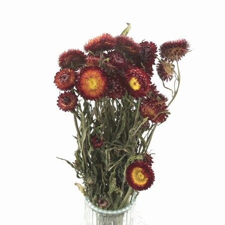 Suszona kocanka pomarańczowa