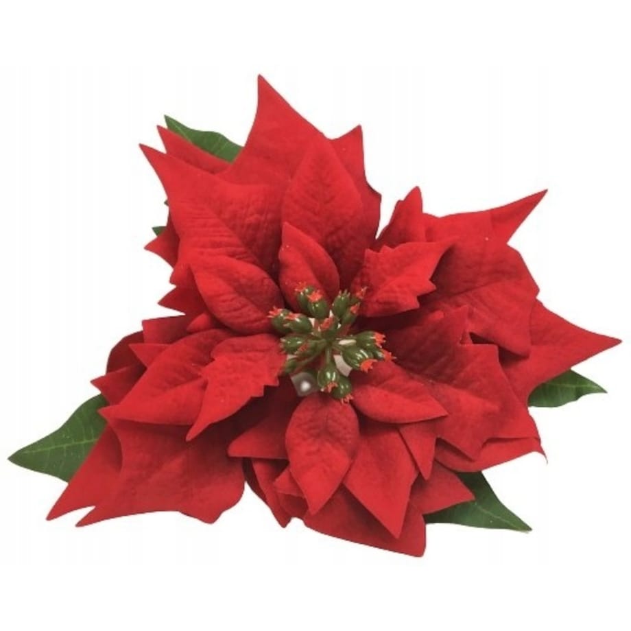 GWIAZDA WELUROWA duża poinsecja BETLEJEMSKA CZERWONA jak żywa na bukiet