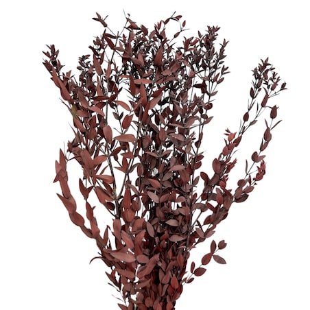 Eukaliptus stabilizowany Parvi (Parvifolia) czerwony