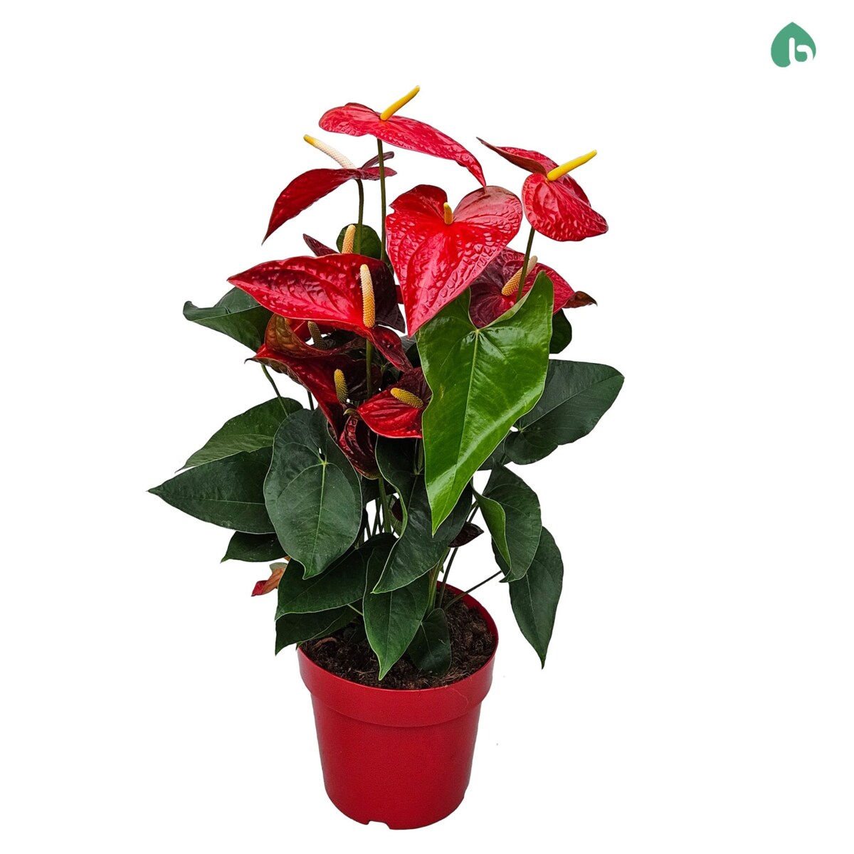 Anthurium XXL Dakota-Czerwony kwiat-doniczka Ø 24cm wysokość 80cm