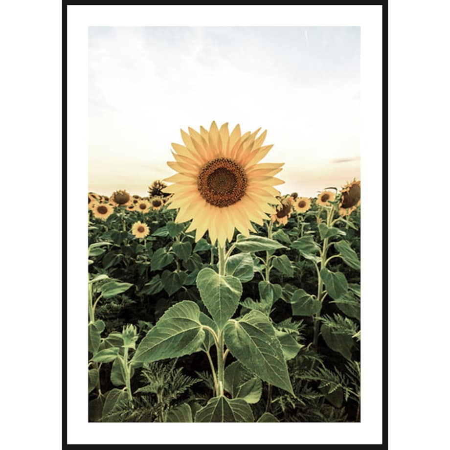 Poster Story, Plakat, Obraz - Pole Słoneczników, wymiary 70 x 100 cm