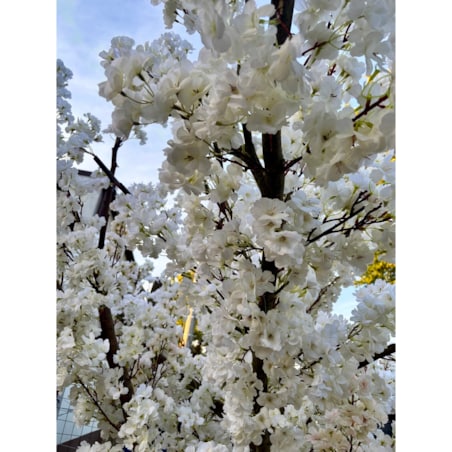 Drzewo kwitnącej wiśni z białymi kwiatami 260 cm - duże i wysokie