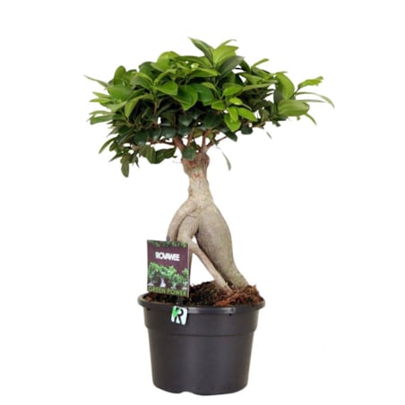 Ficus microcarpa Ginseng XXL | Doniczka Ø 17 cm | Wysokość ok. 40 cm