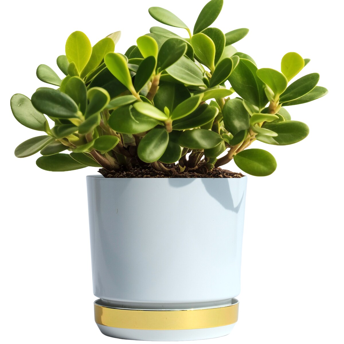 14 Doniczka DUO BIAŁA z podstawką ZŁOTO B. dwukolorowa nowoczesna z połyskiem drenażem elegancka