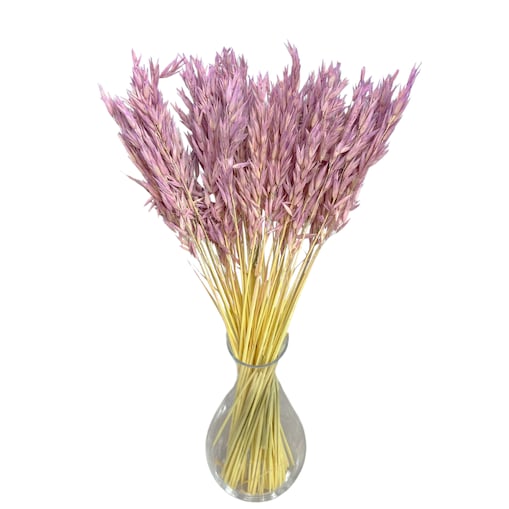 Suszony owies jasnofioletowy - suche zboża - 50 szt.