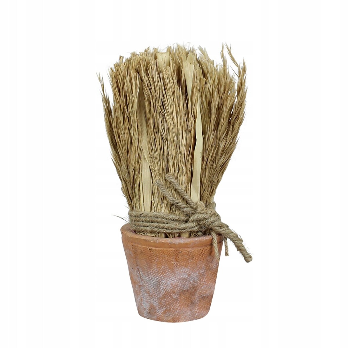 SUSZONA TRZCINA w doniczce z terakoty wys. 20cm