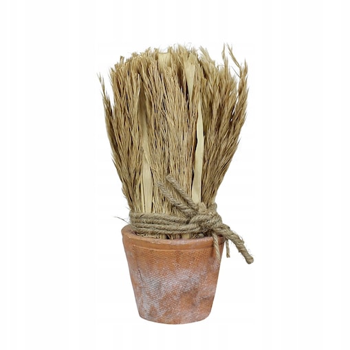 SUSZONA TRZCINA w doniczce z terakoty wys. 20cm