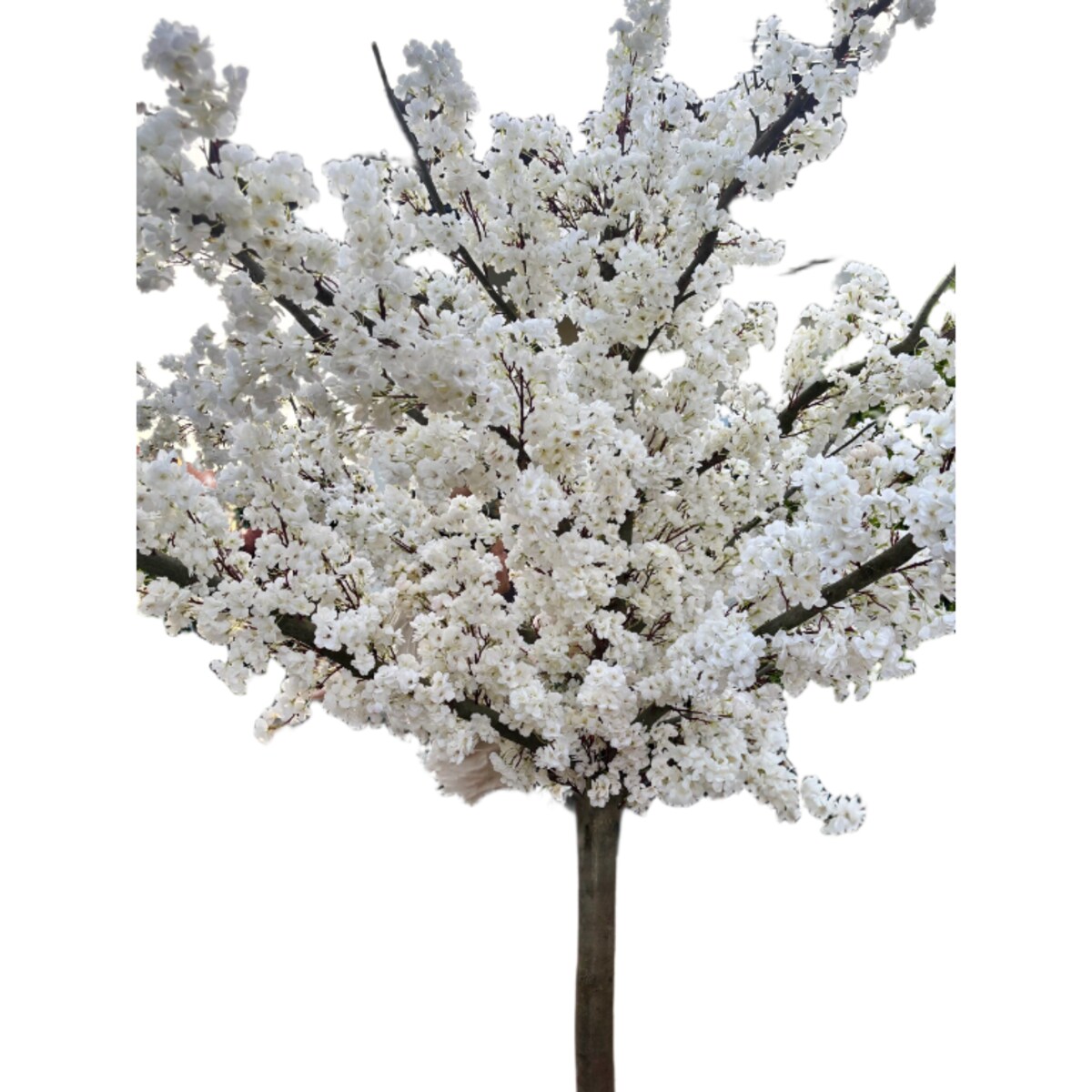 Drzewo  kwitnącej wiśni z białymi kwiatami 260 cm - duże i wysokie