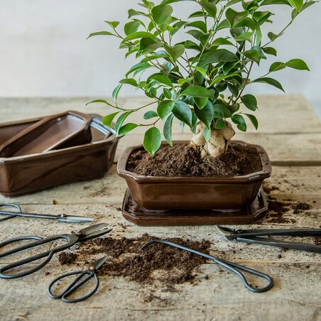 Nożyczki Sekator do Cięcia Formowania BONSAI Kwiatów Mocne Stalowe