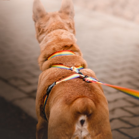 Smycz przepinana z amortyzatorem dla psa lub kota "Miłość, równość, gryzaki" - Szerokość taśmy: 25mm, Rozmiar: L oraz Rodzaj: Duży karabinek