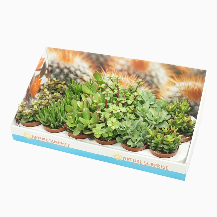 Zestaw 18 roślin Crassula w pudełku prezentowym Ø8,5 cm | Wysokość 15 cm