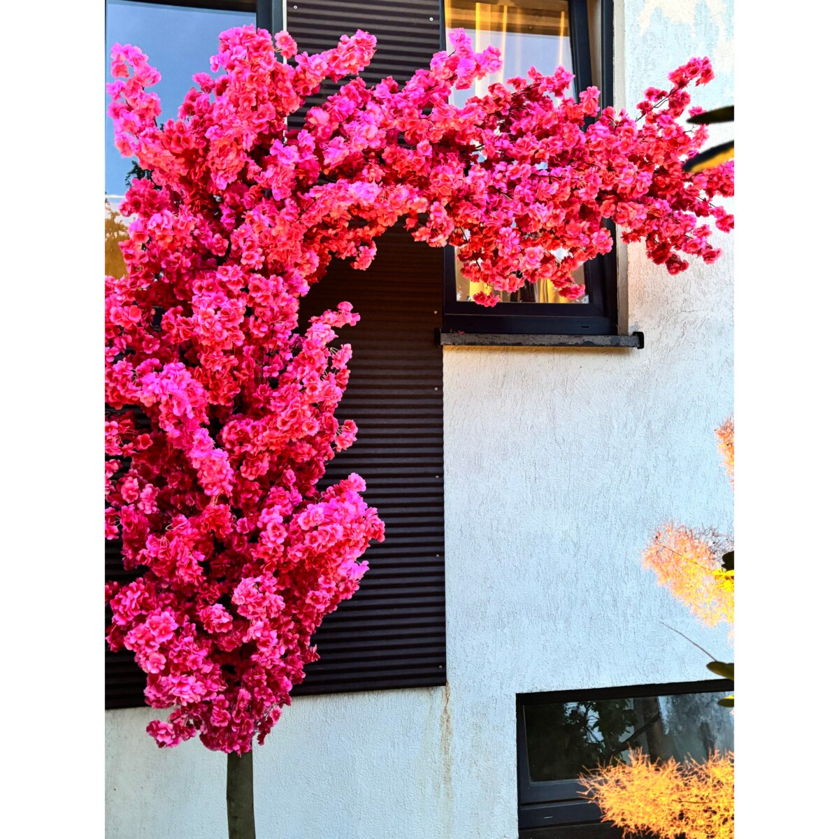 Drzewo wiśnia fuksjowa boczna na naturalnym pniu 220 cm