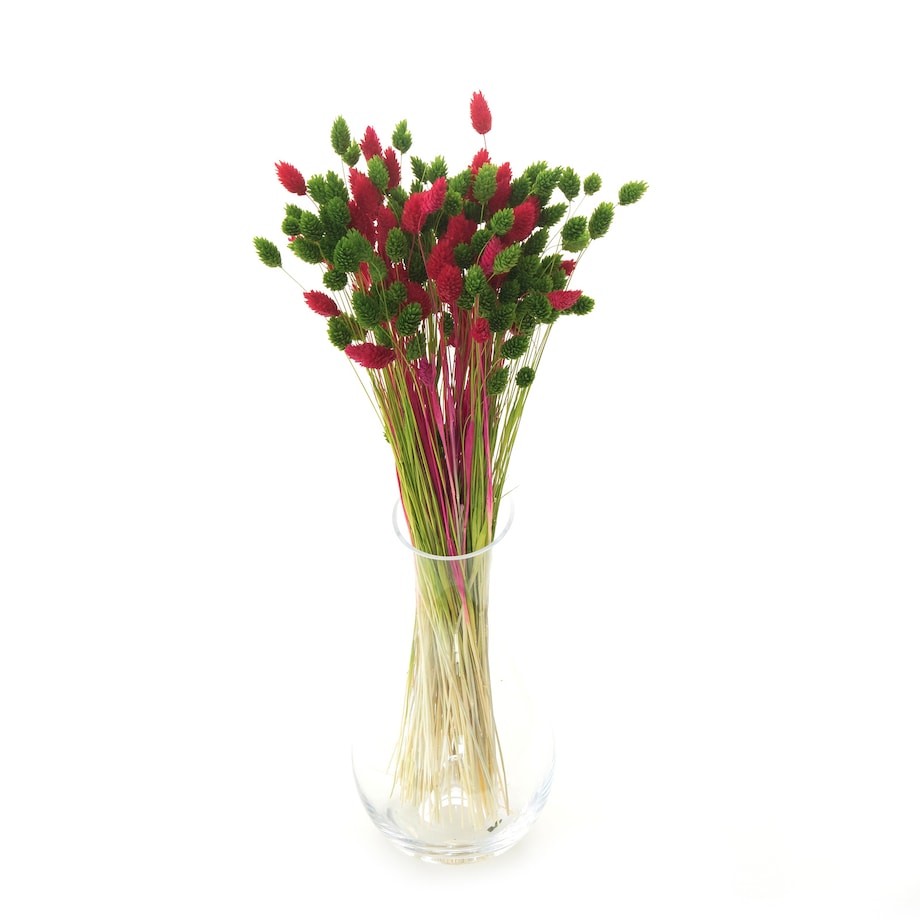 Zestaw suszych traw czerwień & zieleń