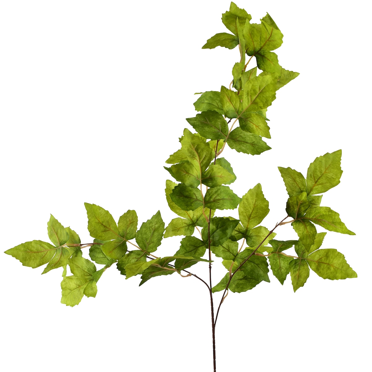 Gałązka Viridis