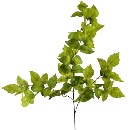 Gałązka Viridis