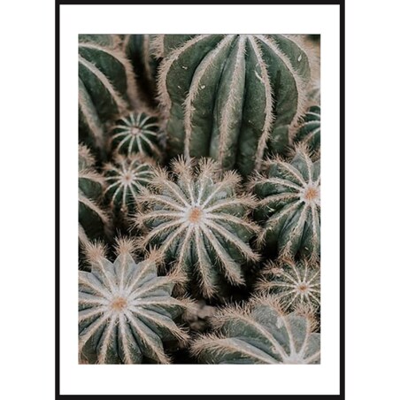 Poster Story, Plakat, Obraz - Rodzina Kaktusów, wymiary 60 x 84 cm