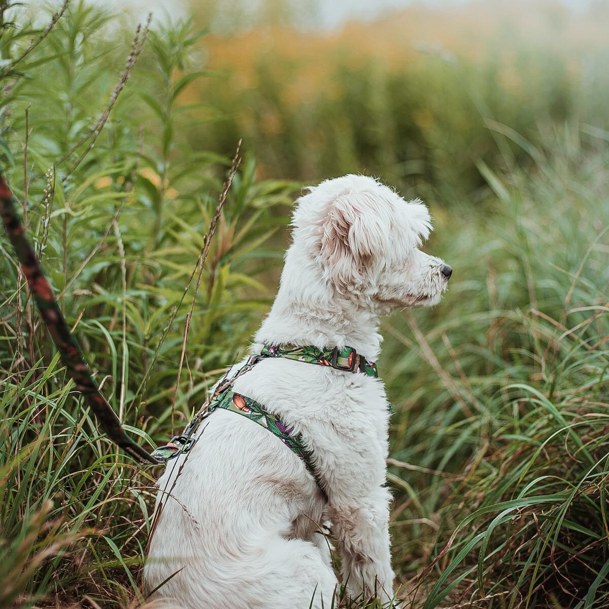 Szelki dla psa lub kota typu guard "Bug off" - Szerokość taśmy: 15mm, Rozmiar: XS