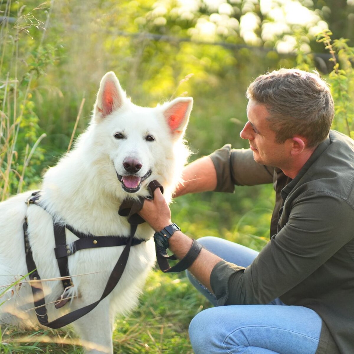 SZELKI NORWESKIE, SZELKI SKÓRZANE DLA PSA - ROZMIAR M