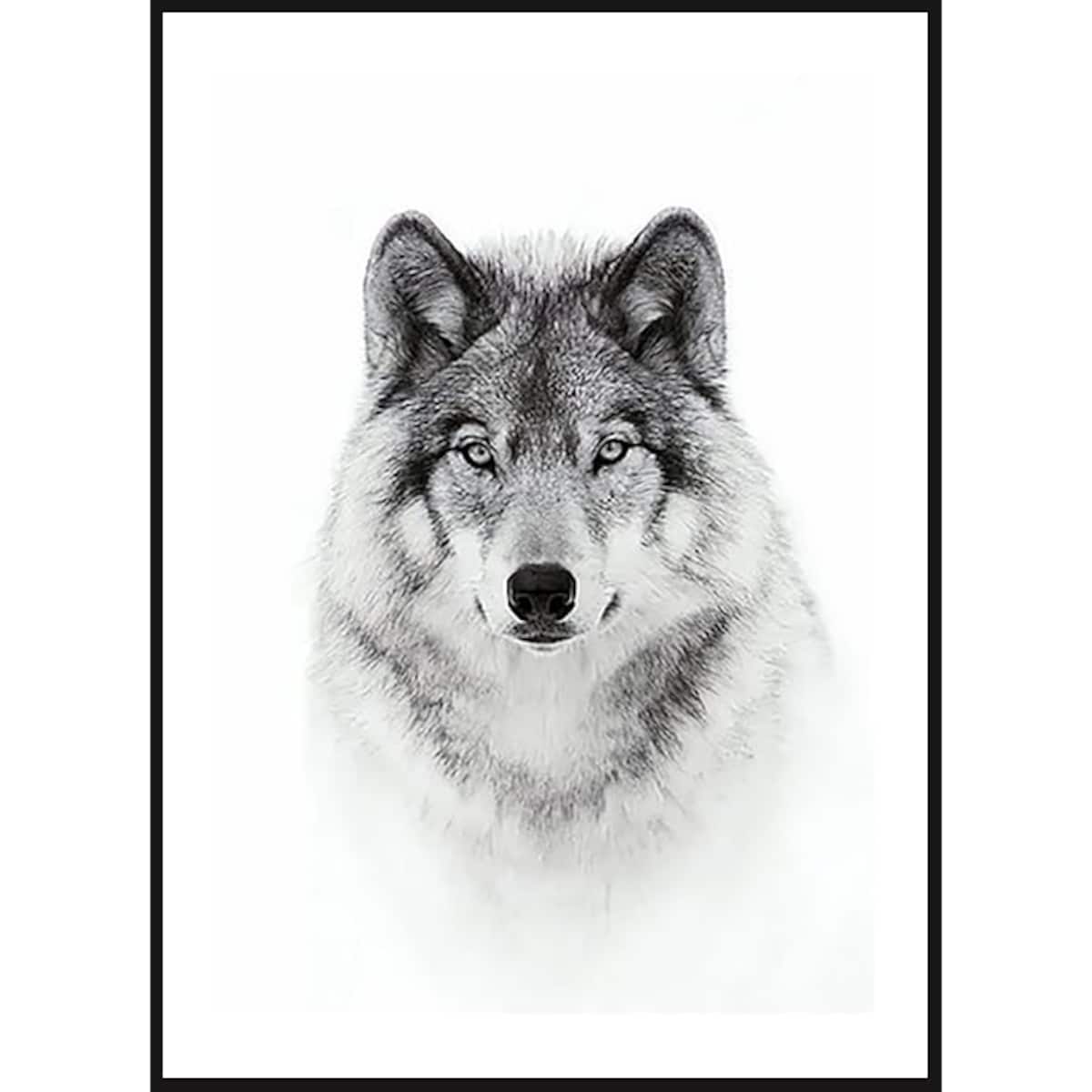 Poster Story, Plakat, Obraz - Wilk w Akwareli, wymiary 50 x 70 cm