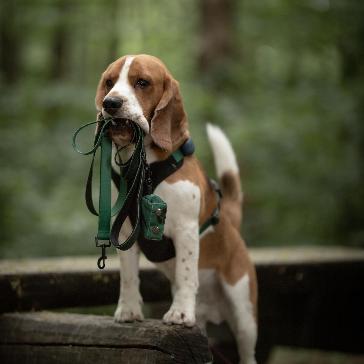 Szelki bezuciskowe dla psa lub kota "Under my ombrella" ZIELEŃ - Szerokość taśmy: 25mm, Rozmiar: XL
