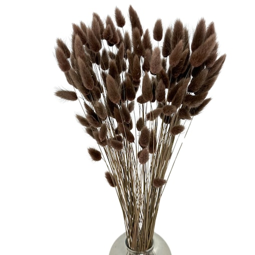 Lagurus Suszony Brązowy